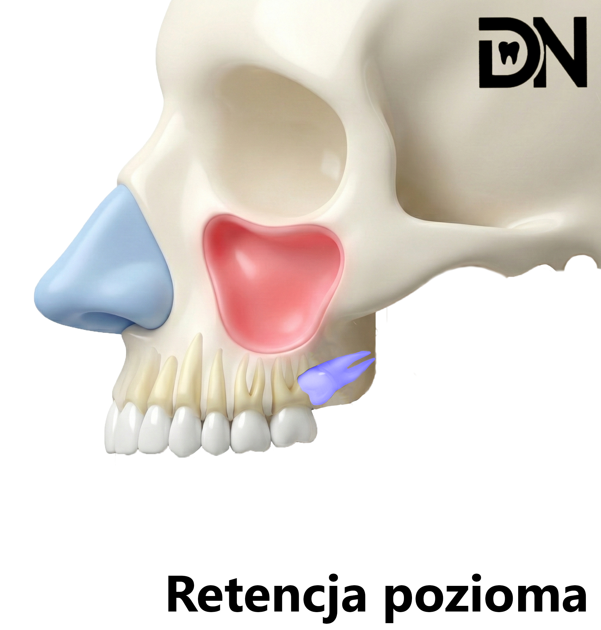 Pozioma(A)