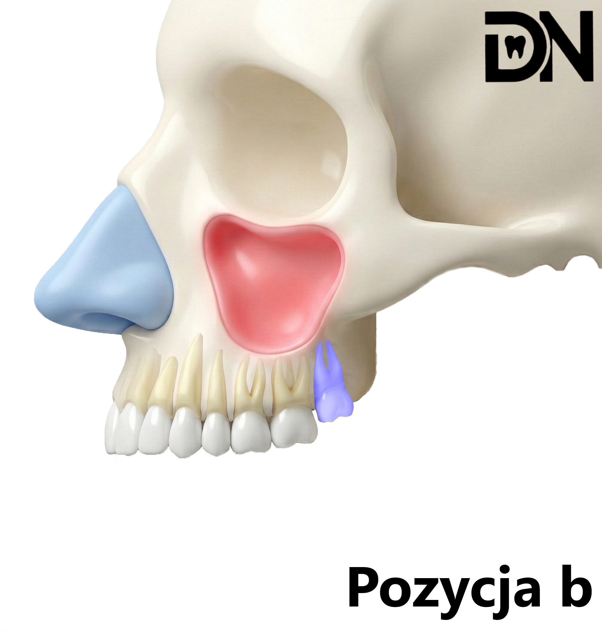 Pozycja b (klasa B)
